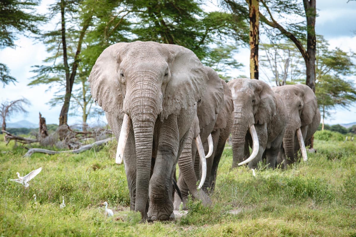 200924 elephants moving freely in a wildlife corridor in amboseli