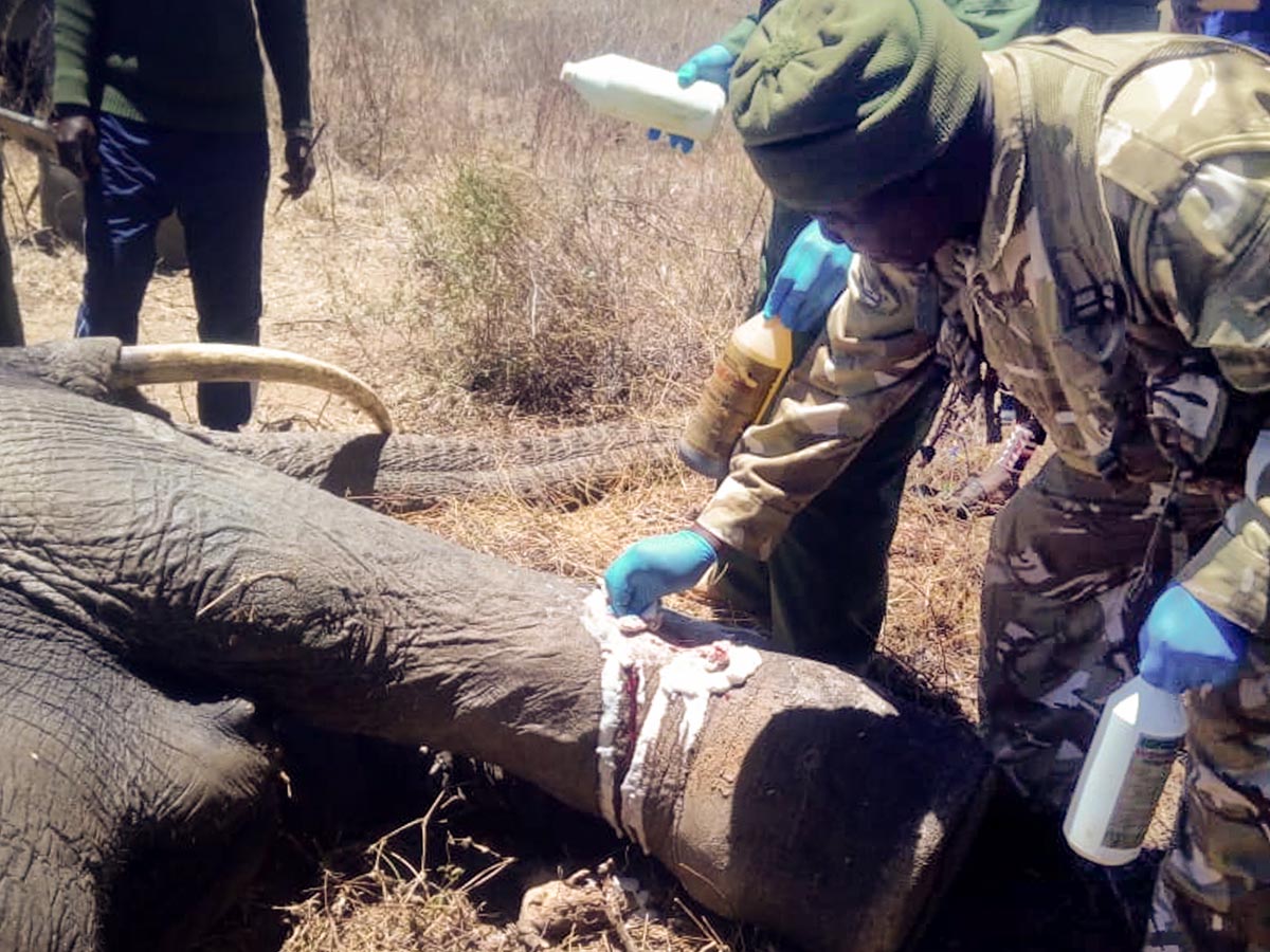 200928 elephant mom gets treated after injury