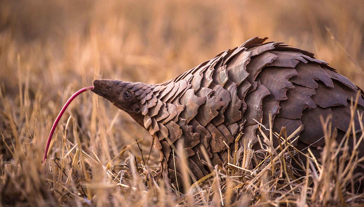 201007 a critically endangered pangolin in big lifes area of operation