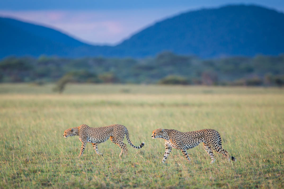 201203 two cheetah on the prowl in east africa