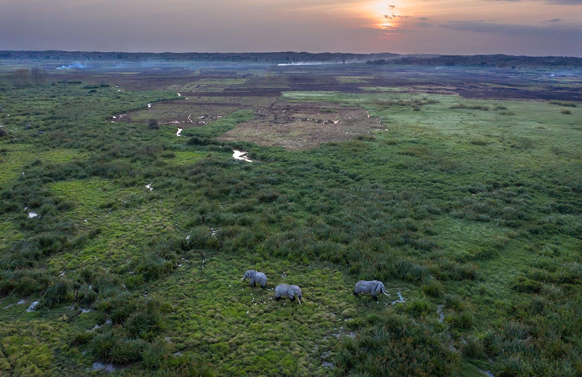 201206 elephants forage near human settlement