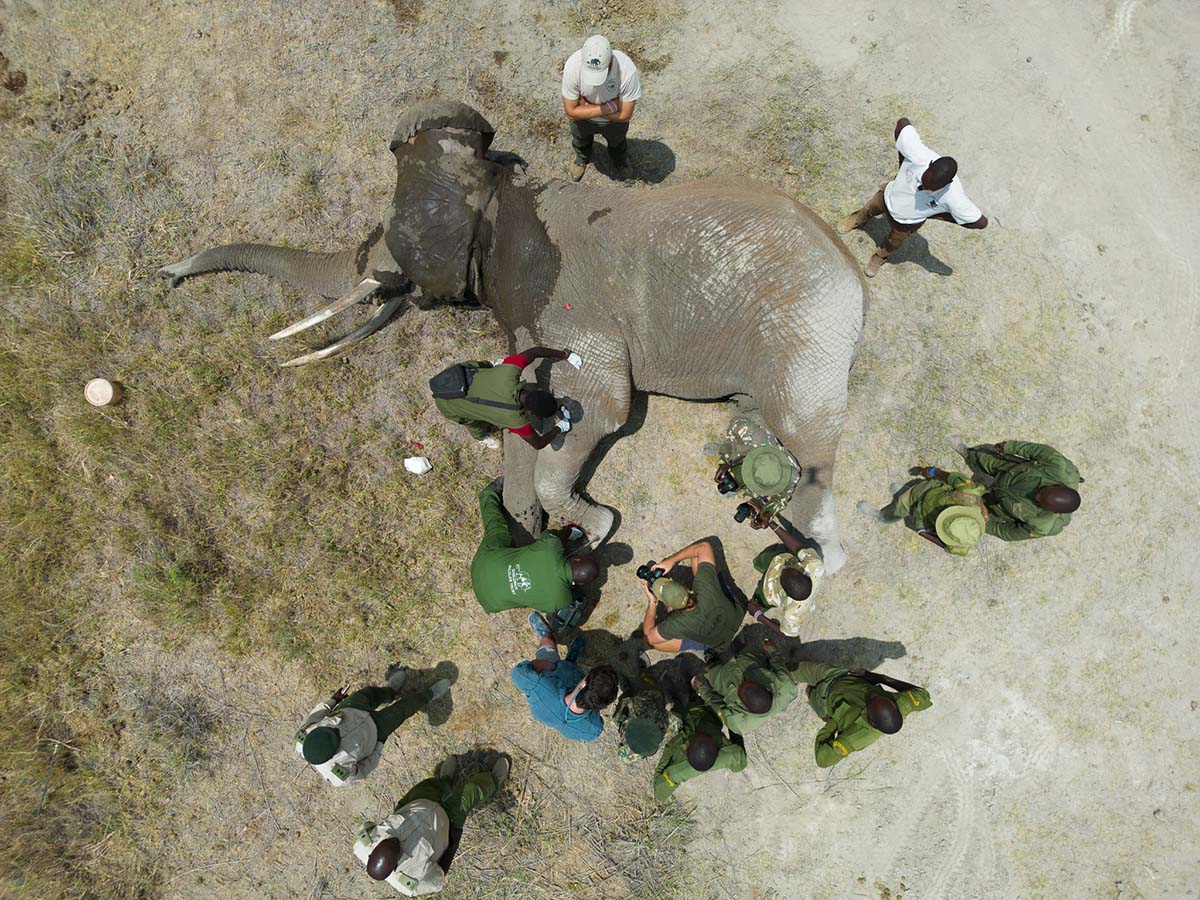230210 elephant treatment from above