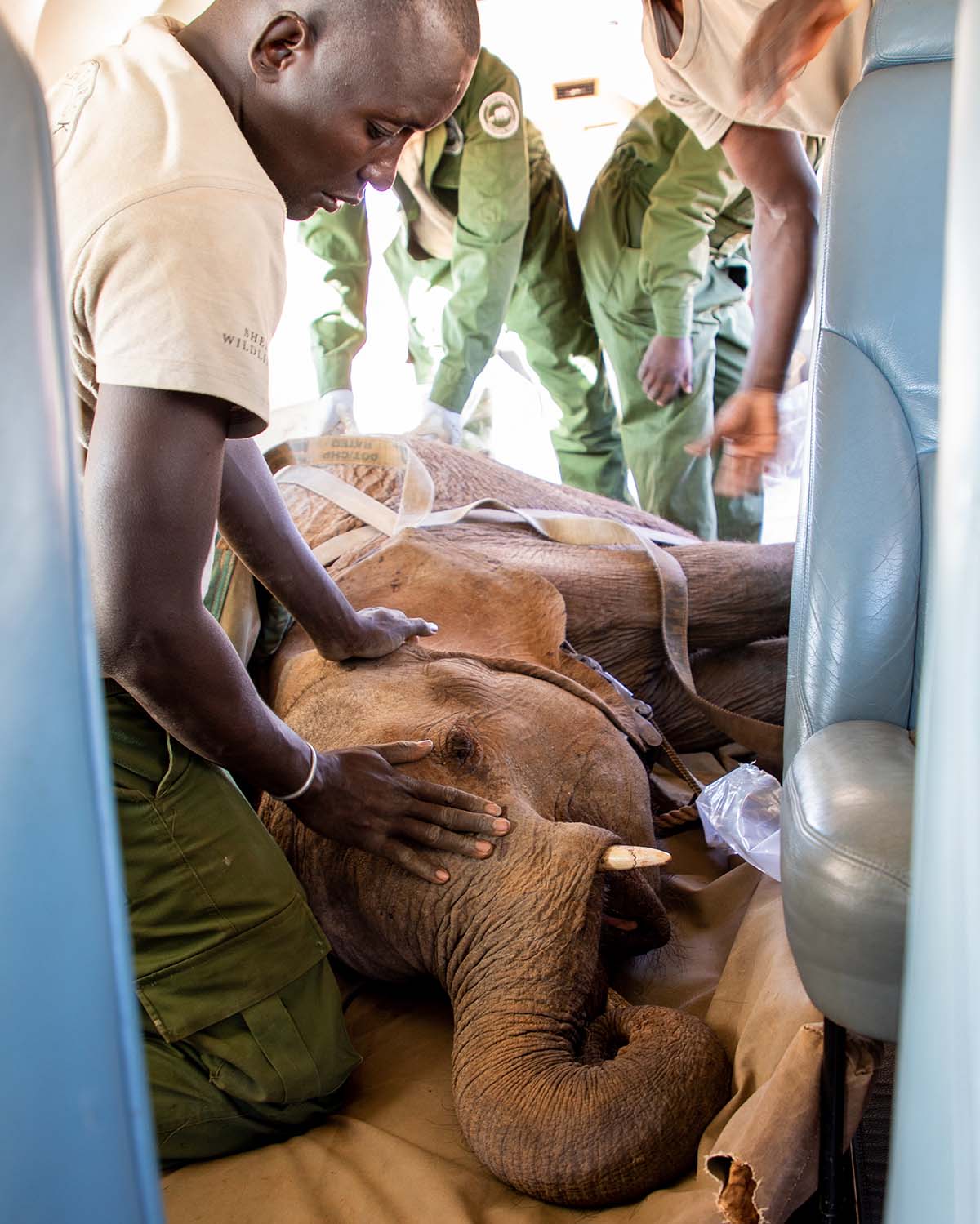 230216 A Sheldrick Wildlife Trust vet comforts the orphan as the rest of the team work to secure him to the plane before take off