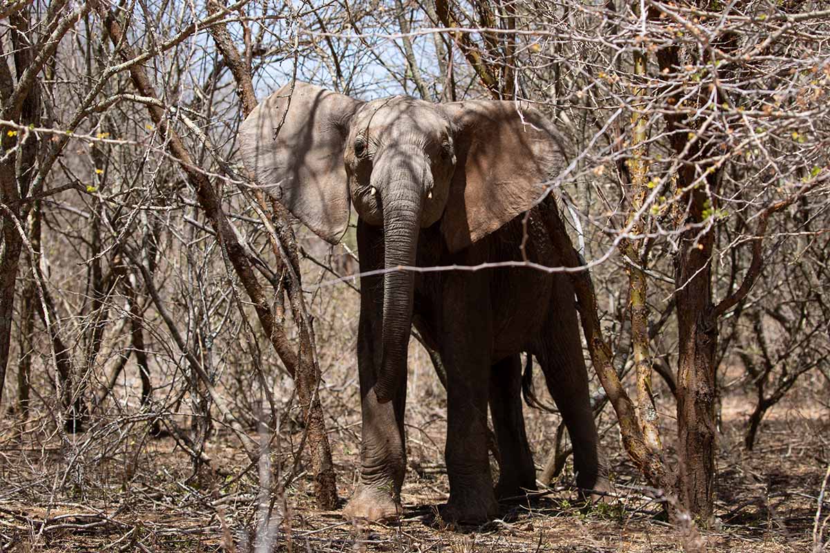 230216 Despite having been alone abandoned and dehydrated for several days the little elephant remained defiant up until he was darted