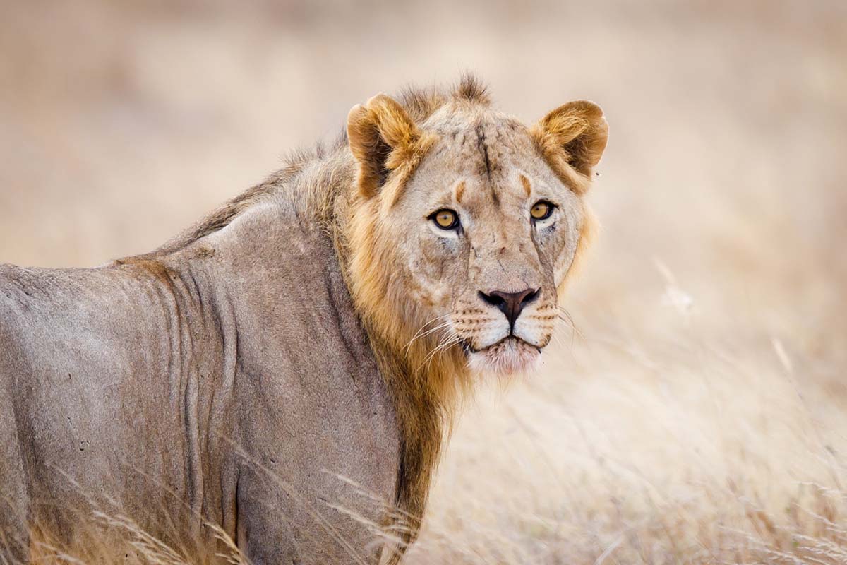 Big Life Foundation - COMMUNITY STATEMENT ON LION DEATHS