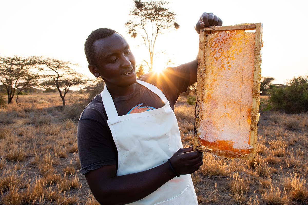 230802 golden hour bee keeping