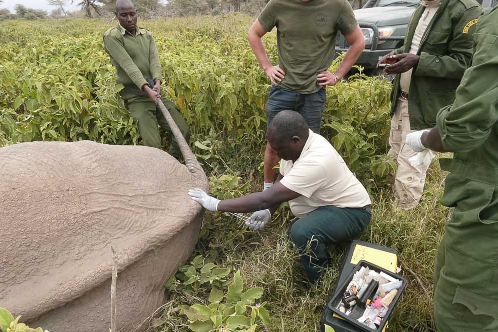 230804 Elephant treated in kimana 2