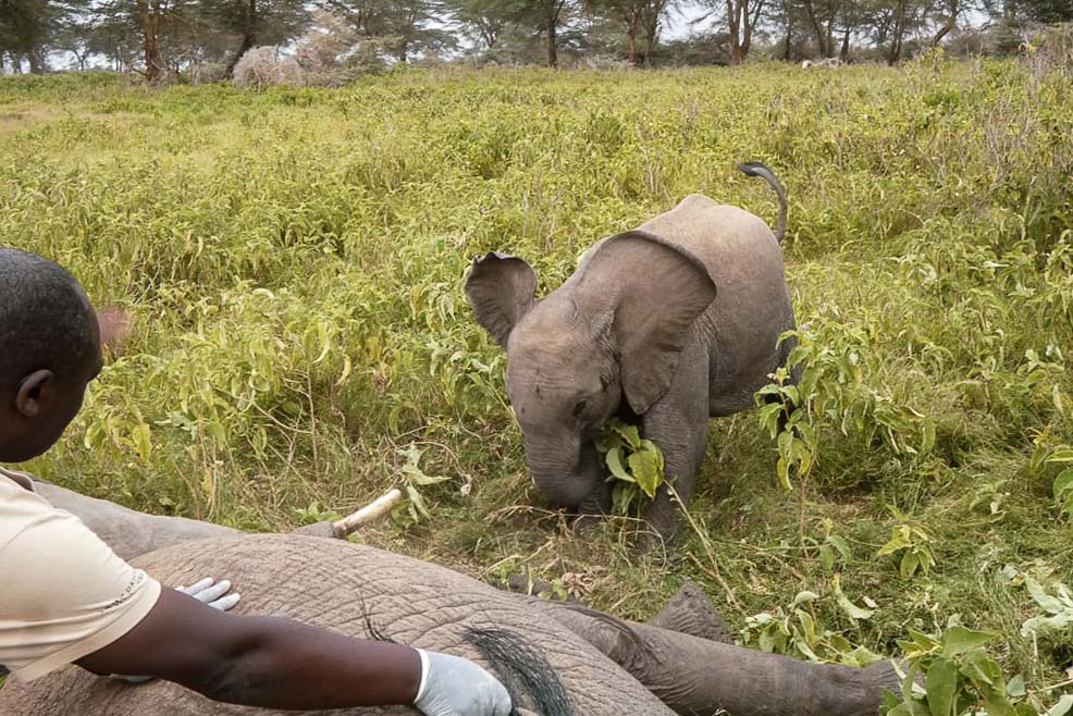 230804 Elephant treated in kimana