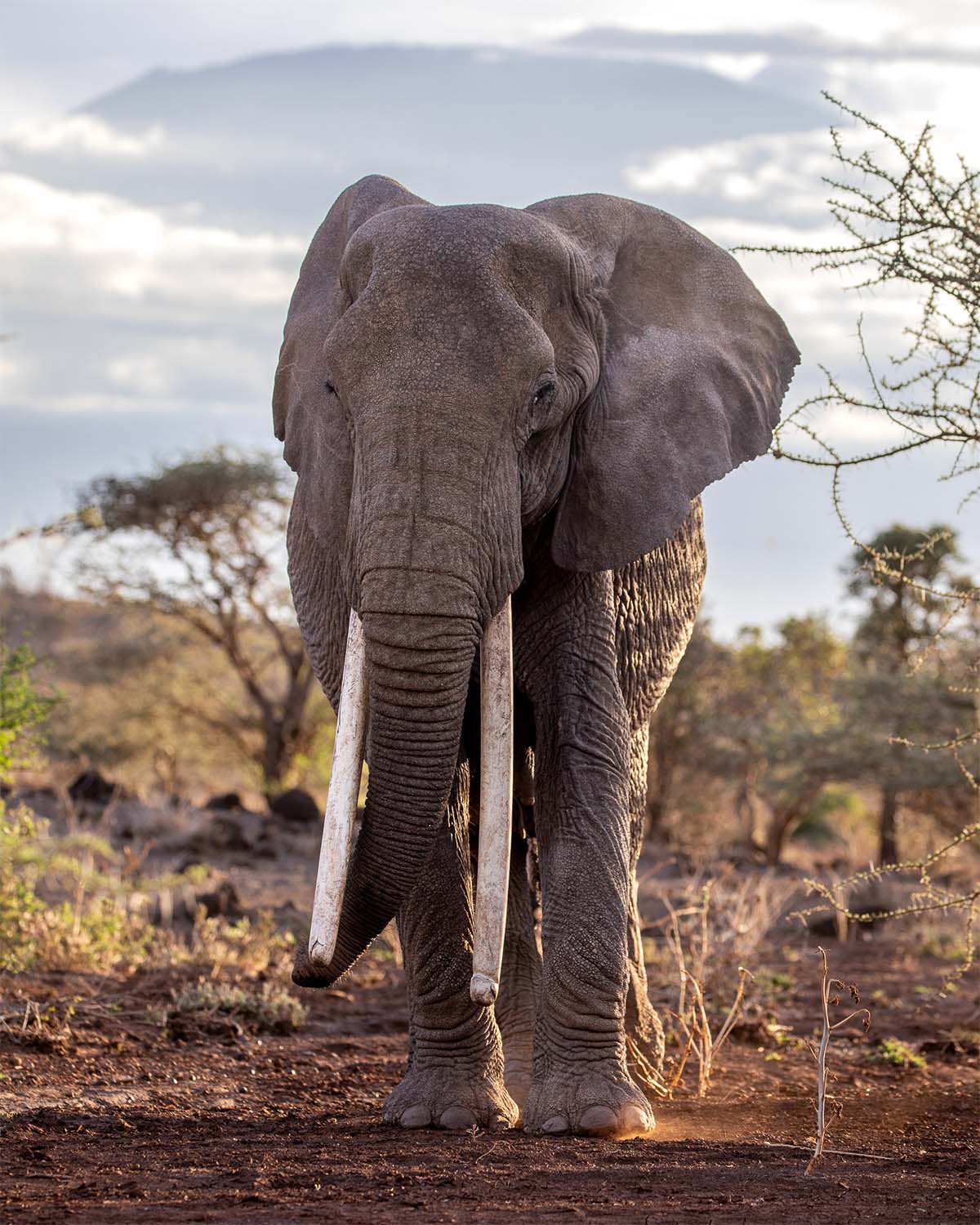 Tim, Kenya's largest elephant dies at Amboseli aged 50 - See