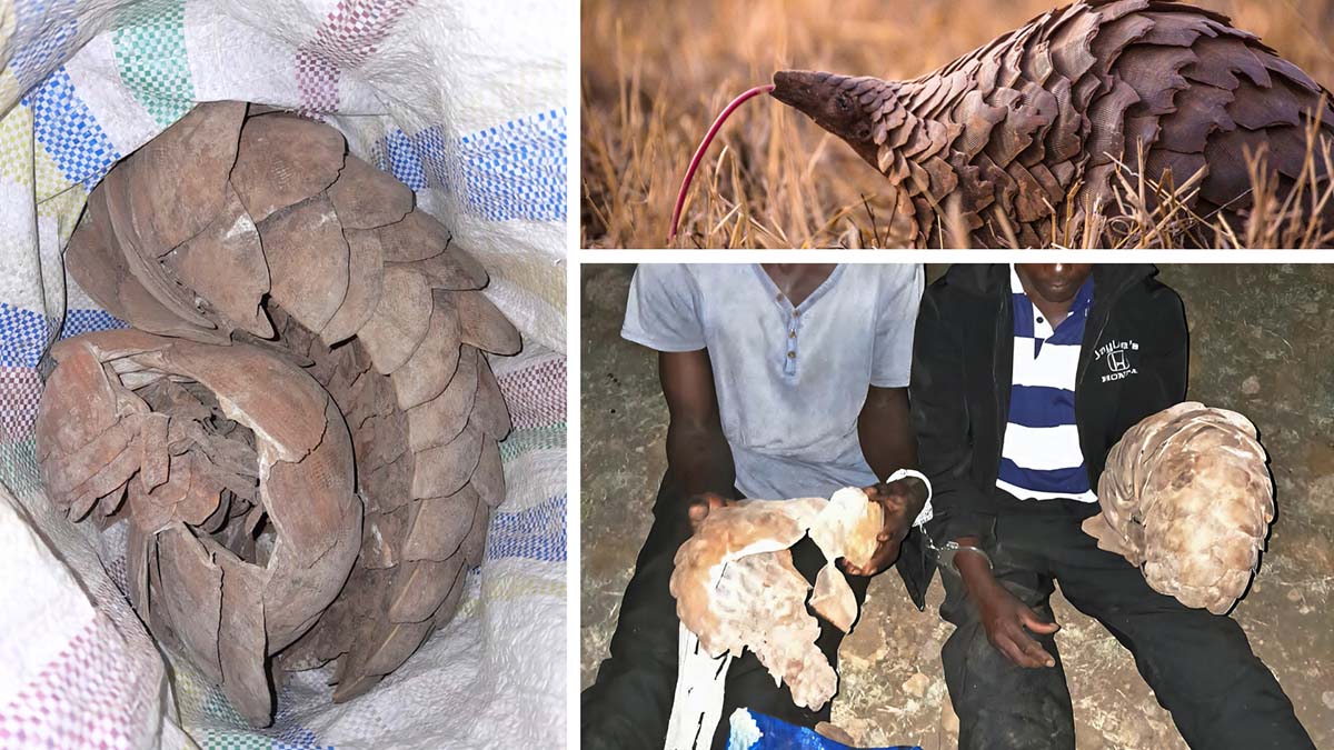 240217 pangolin scales confiscation