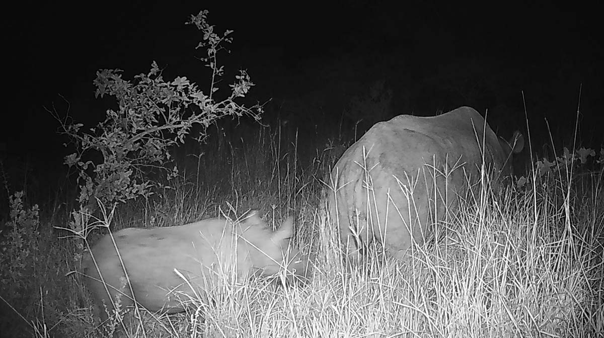 240315 baby rhino update web