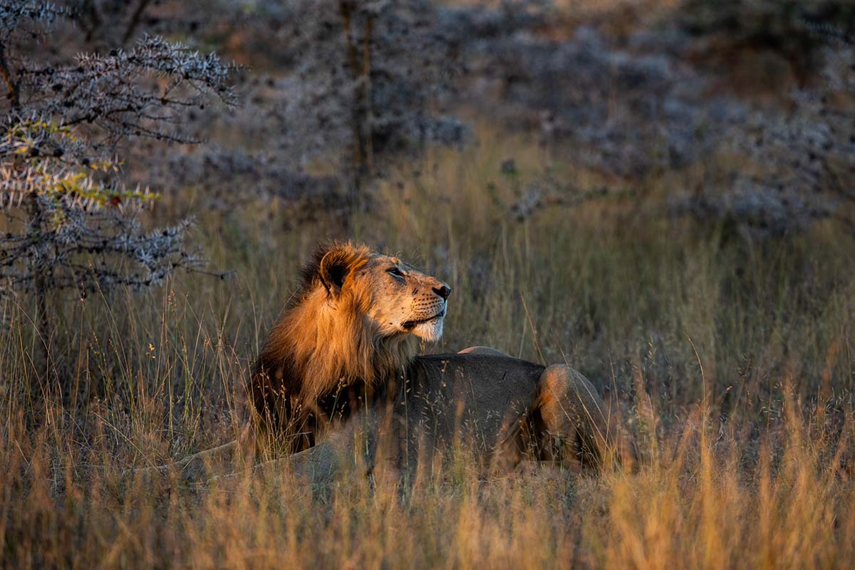 241030 lion in the bush