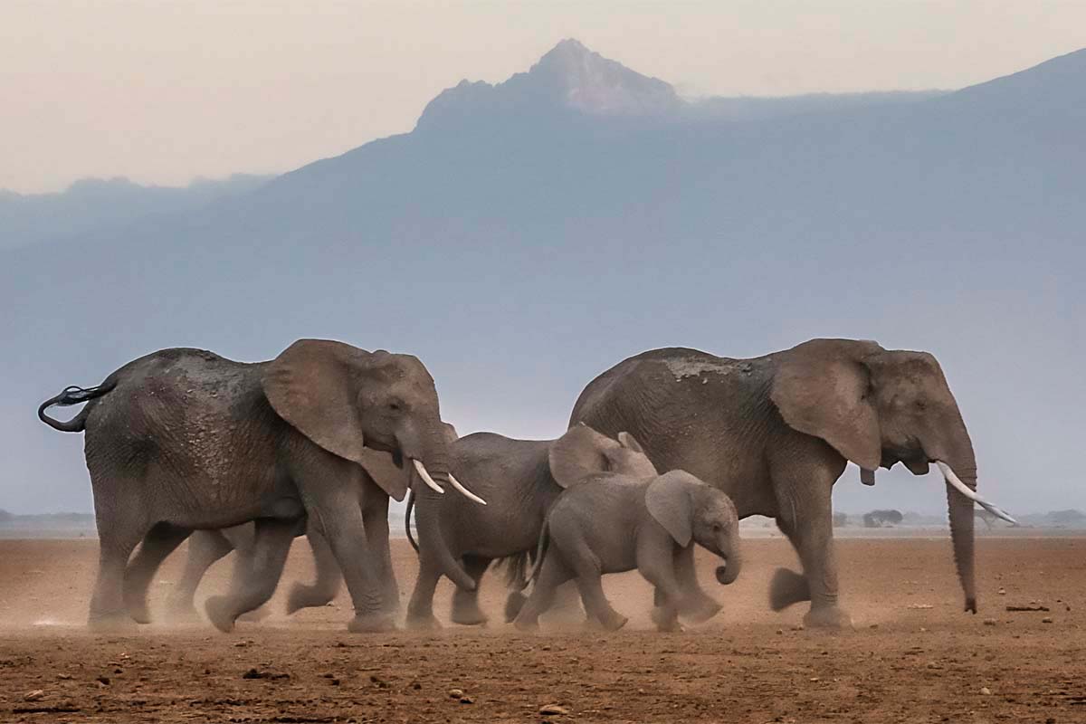 elephants