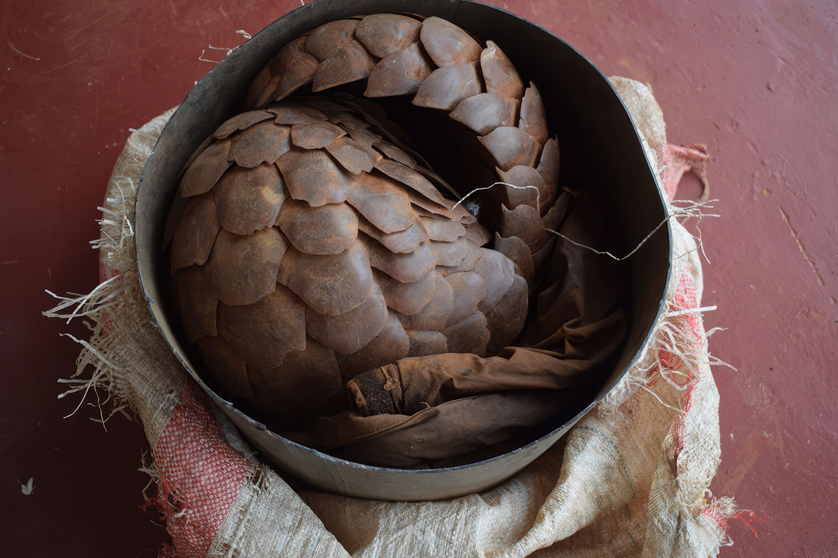 260128 pangolin rescue