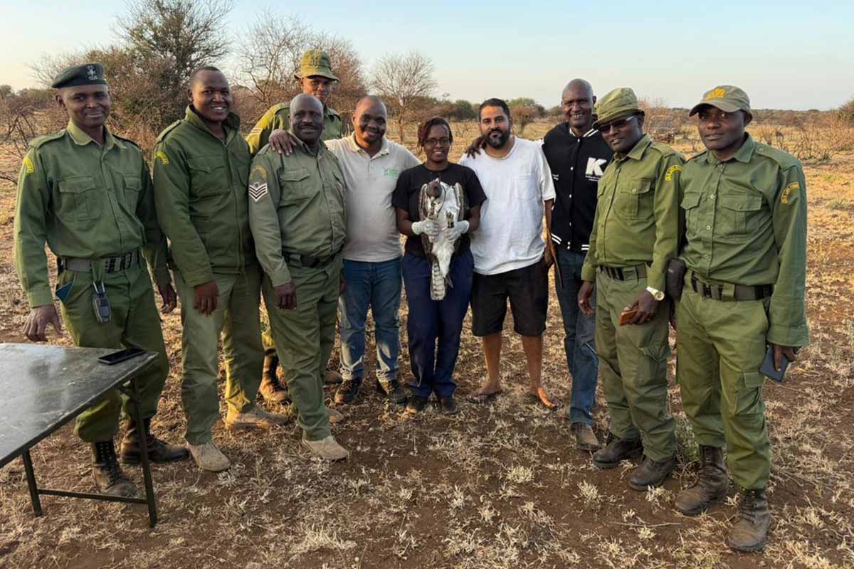 Tracking Martial Eagles