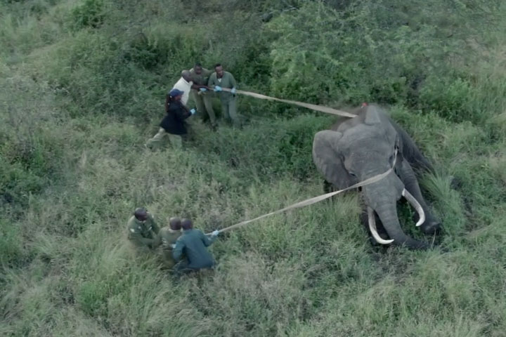 FINDING AN ELEPHANT IN A HAYSTACK