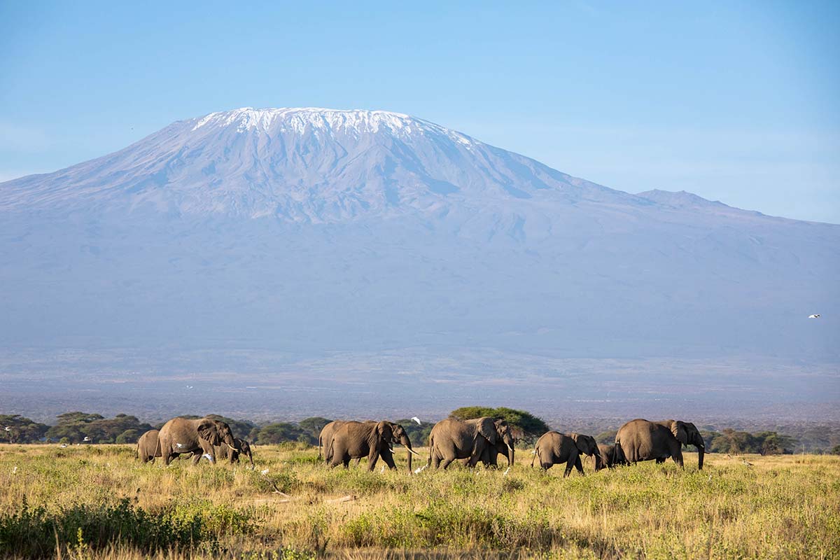 260730 amboseli elephant deaths