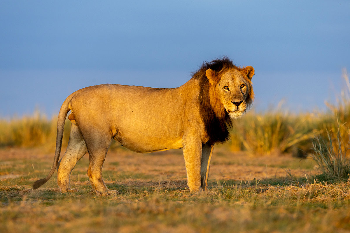 2609225 lion 1 web