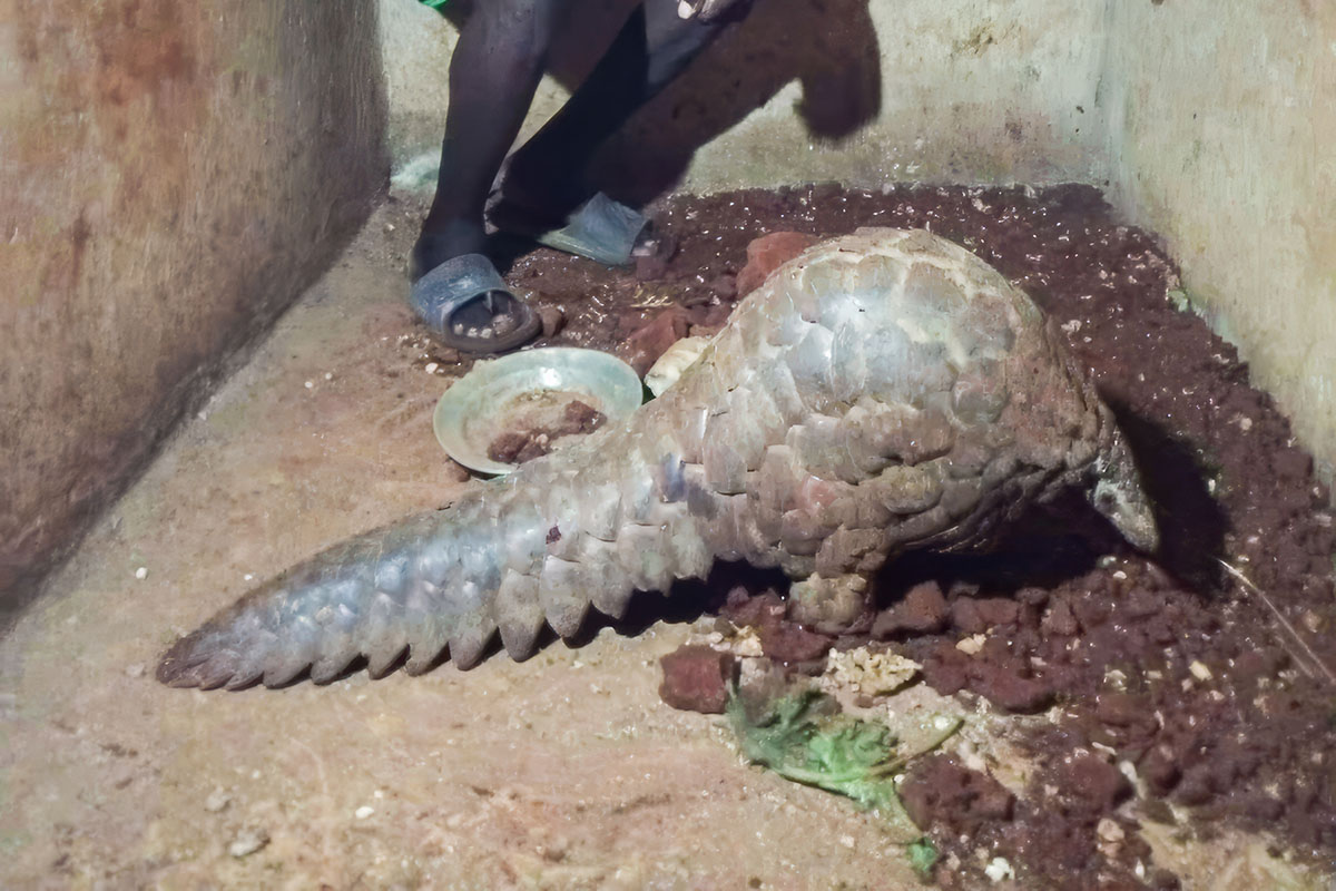 270807 Pangolin rescue