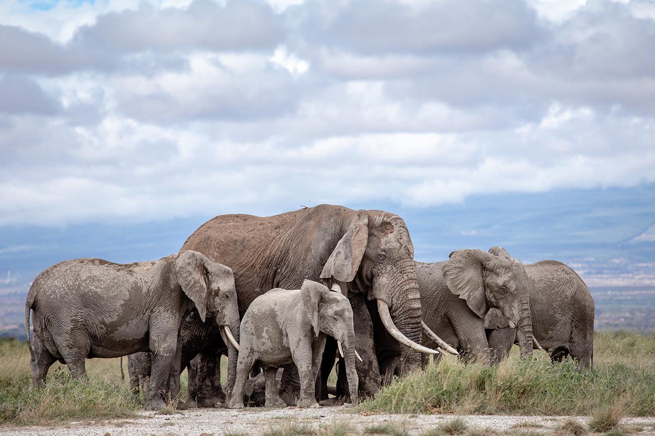 Big Life Foundation - AFRICAN ELEPHANTS NOW LISTED AS ENDANGERED