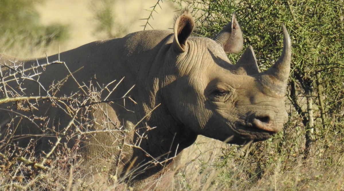 210917 rhino in the chyulu hills