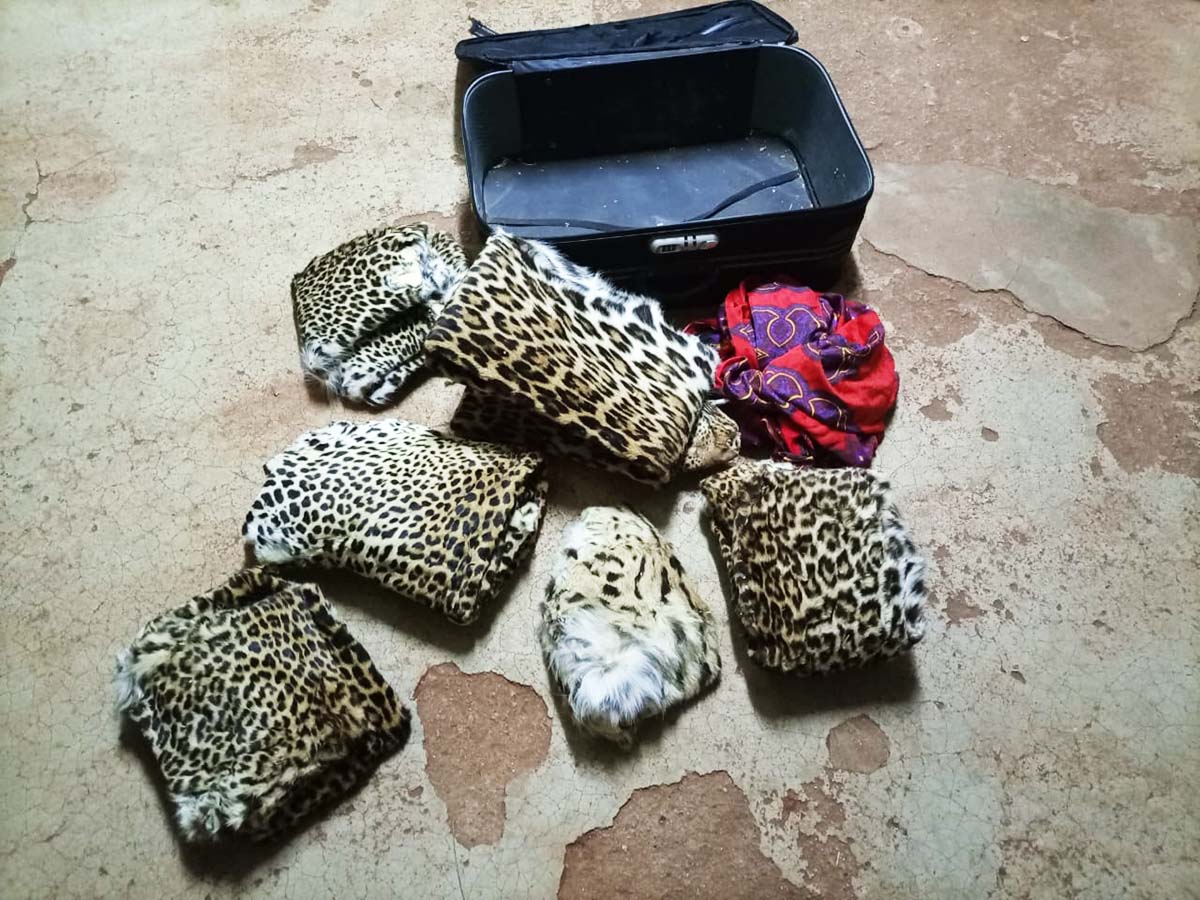 211008 a suitecast of leopard skins