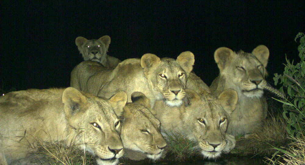 211201 african lion family on camera trap
