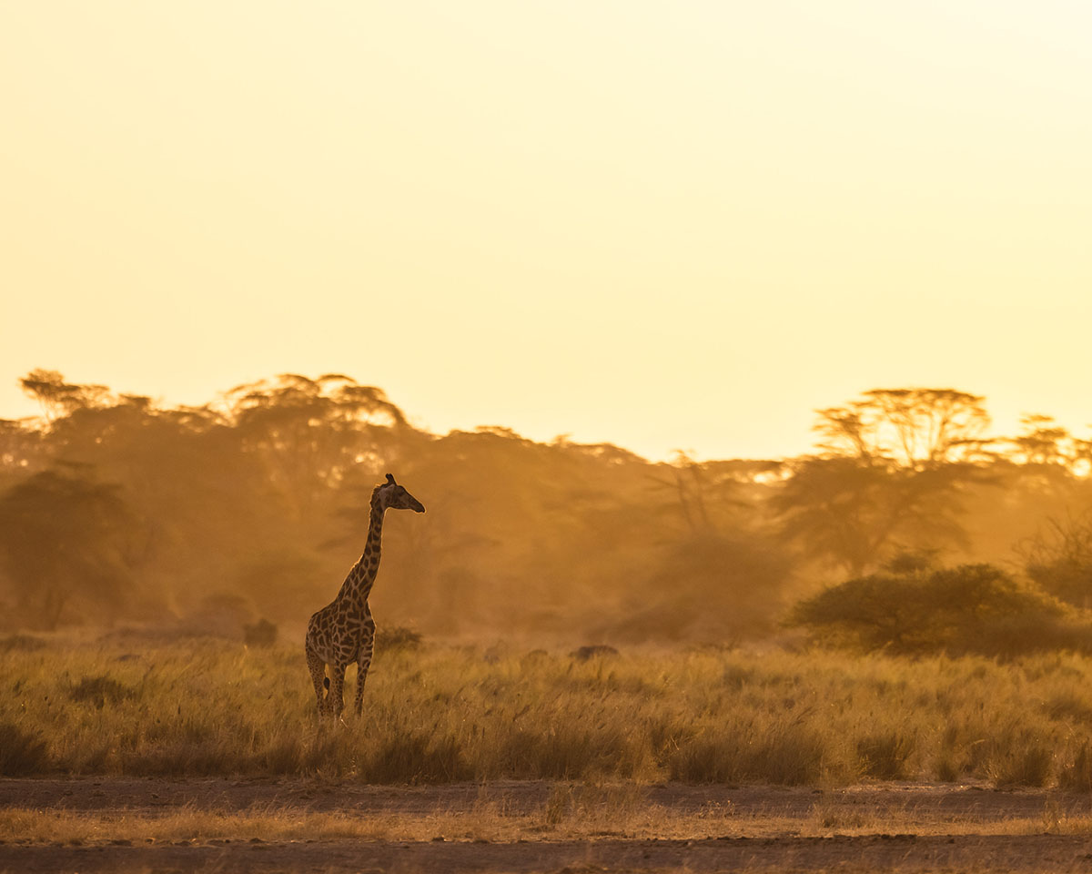 220330 giraffe in the wild