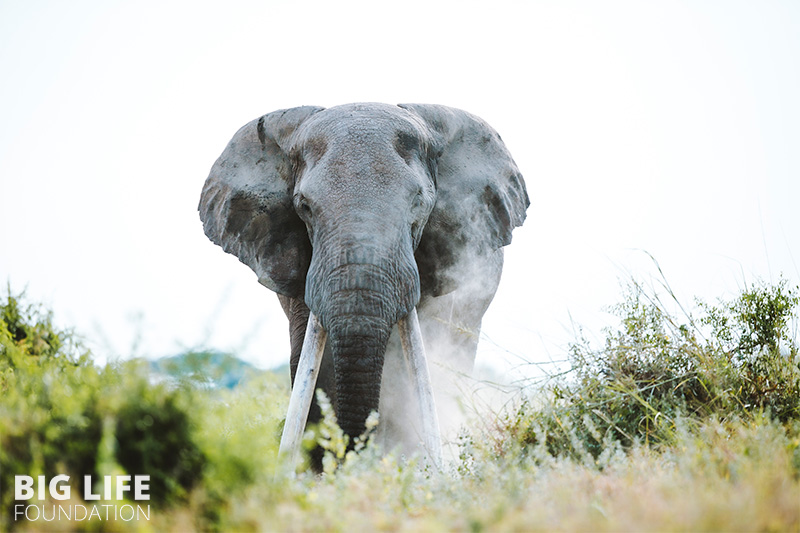 Big Tim, one of Kenya's last giant 'tusker' elephants, dies at 50, Wildlife News