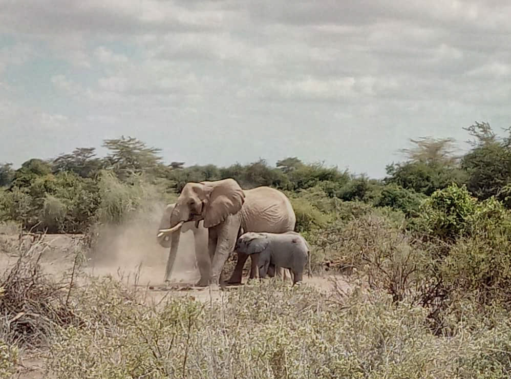 elephant tracks