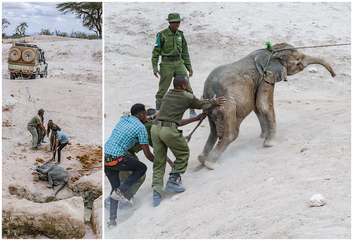 220830 double elephant rescue