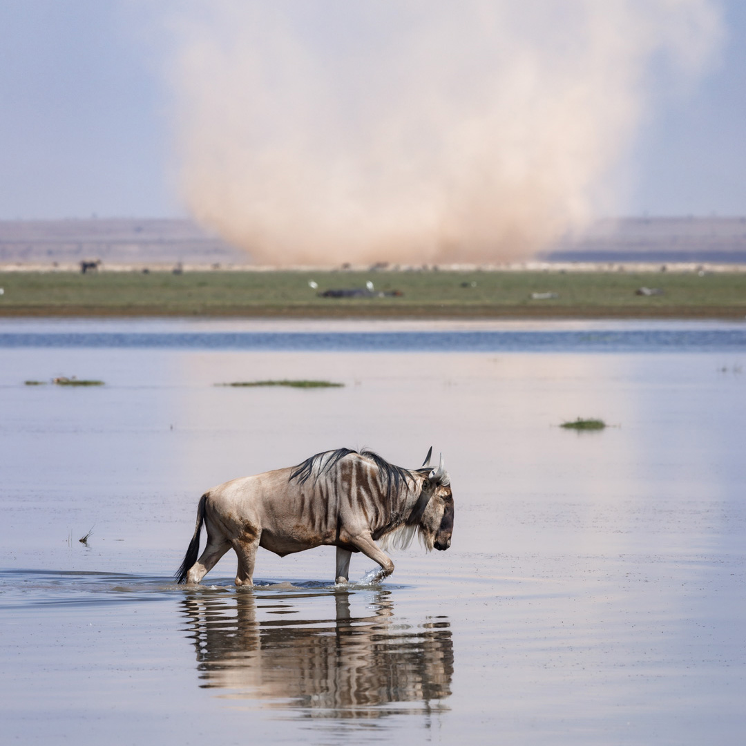 220908 wildebeest and dust storm in amboseli