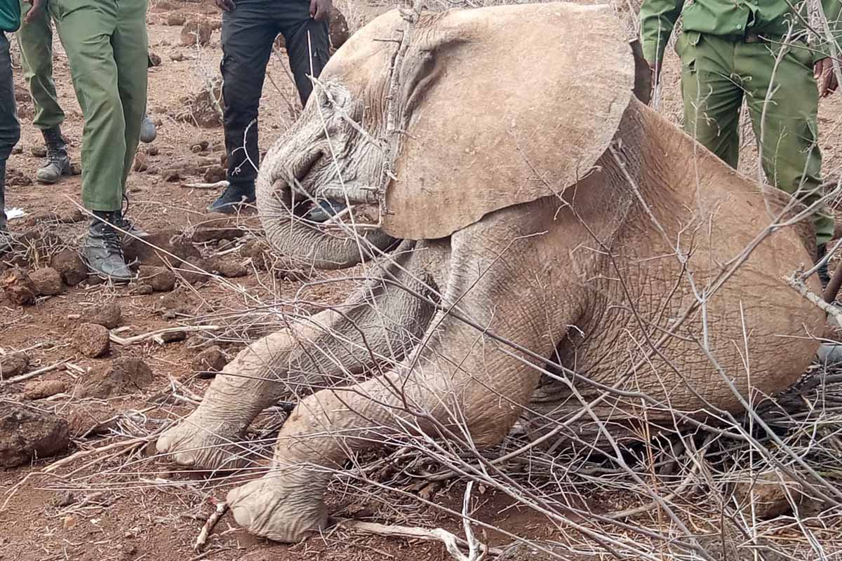 221005 elephant calf rescued web2