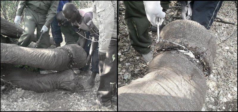 120802 1 1 Elephant Saved from Deeply Embedded Snare in Rombo