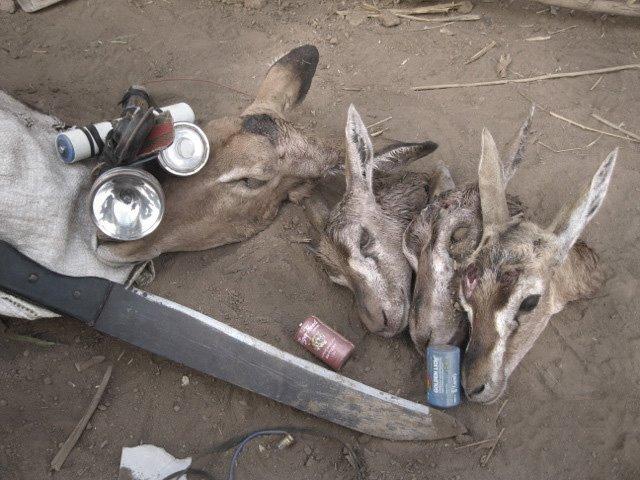 120806 1 1 Informers Pay Off Again Gazelle Poachers Arrested