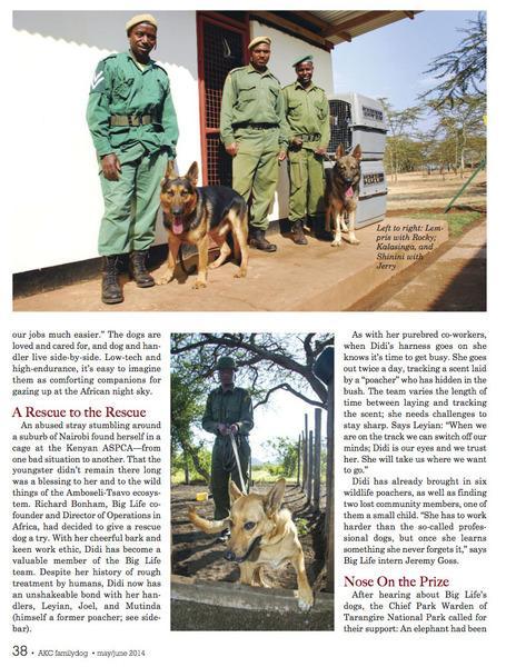 140519 1 1 American Kennel Club Magazine Feature Article On Big Lifes Tracker Dogs