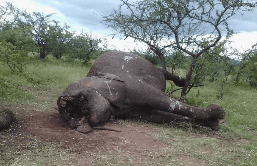 150607 1 1 Tanzanias Elephant Killing Fields