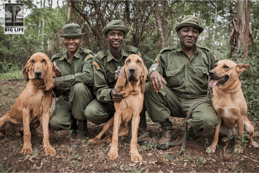 170413 1 1 Big Lifes Canine Heroes