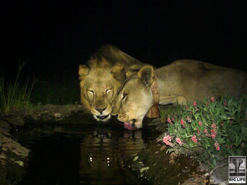 The Mystery of the Missing Lioness