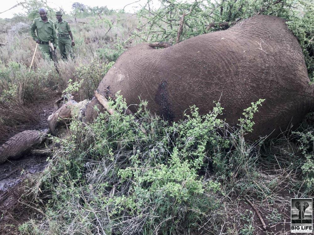poachers strike with a silent weapon