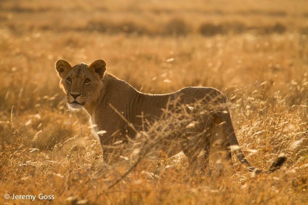 180303 Lioness 