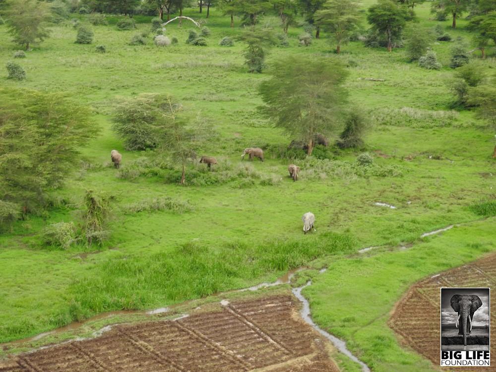 190201 elephants and crops