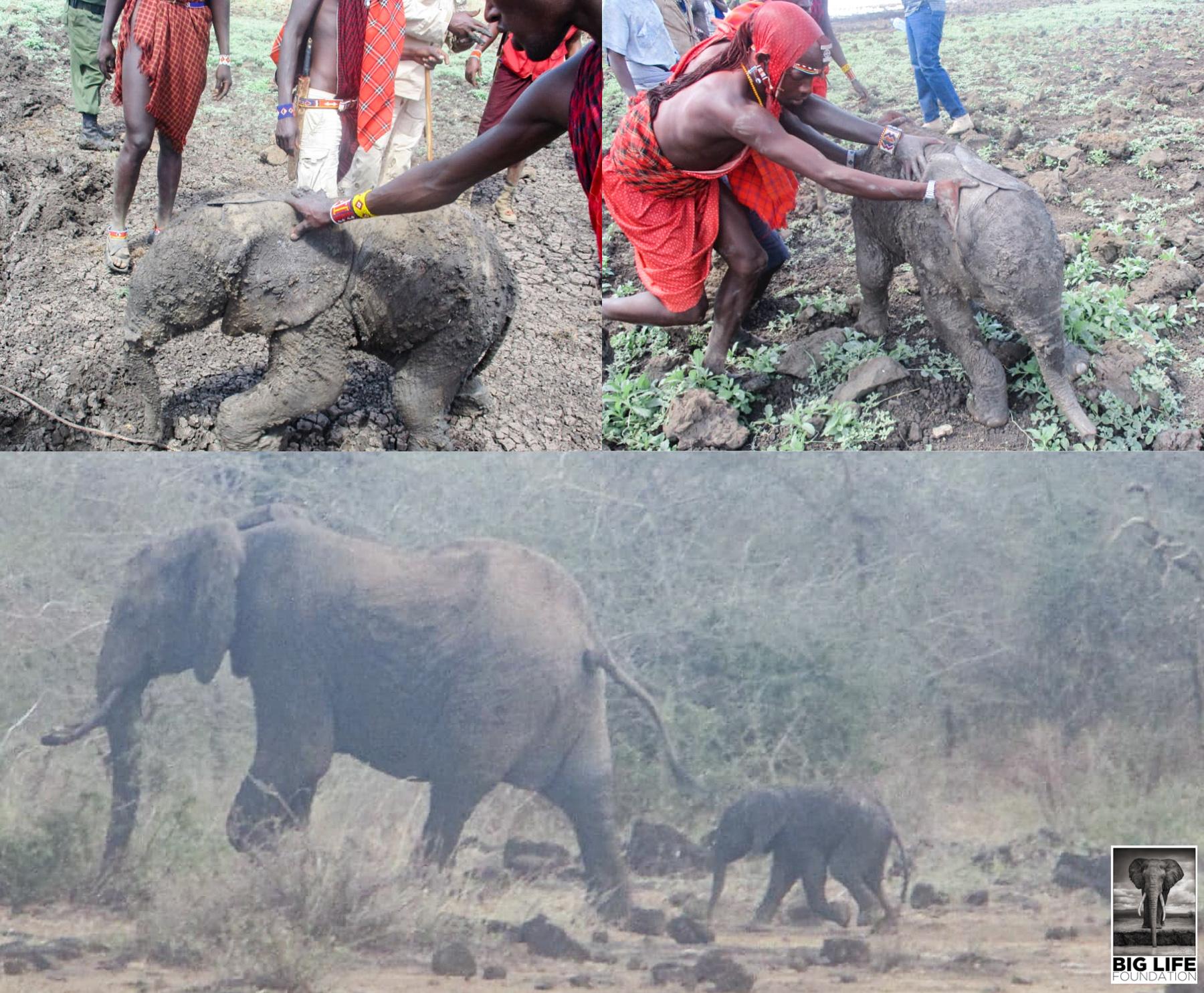 190219 Baby elephant rescue watermarked
