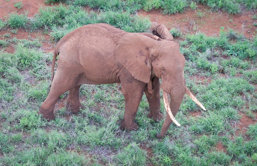 190517 Jenga Tsavo Trust