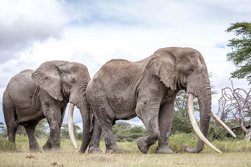 190620 Tim and Tolstoy Elephants walking in Africa