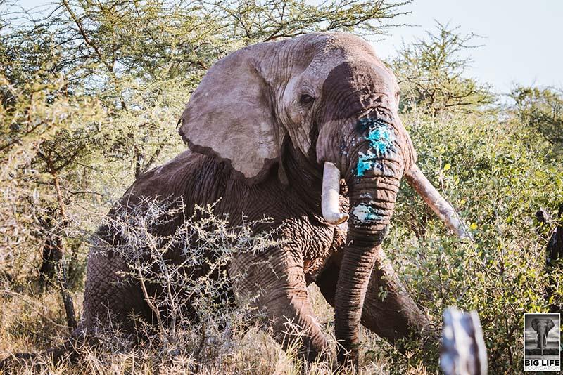 190703 Lobolo the Elephant after treatment