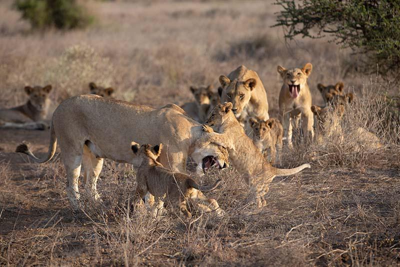 Lion family socalizing in Amboseli