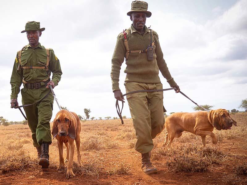 190726 Big Life Tracker dogs search for lost person