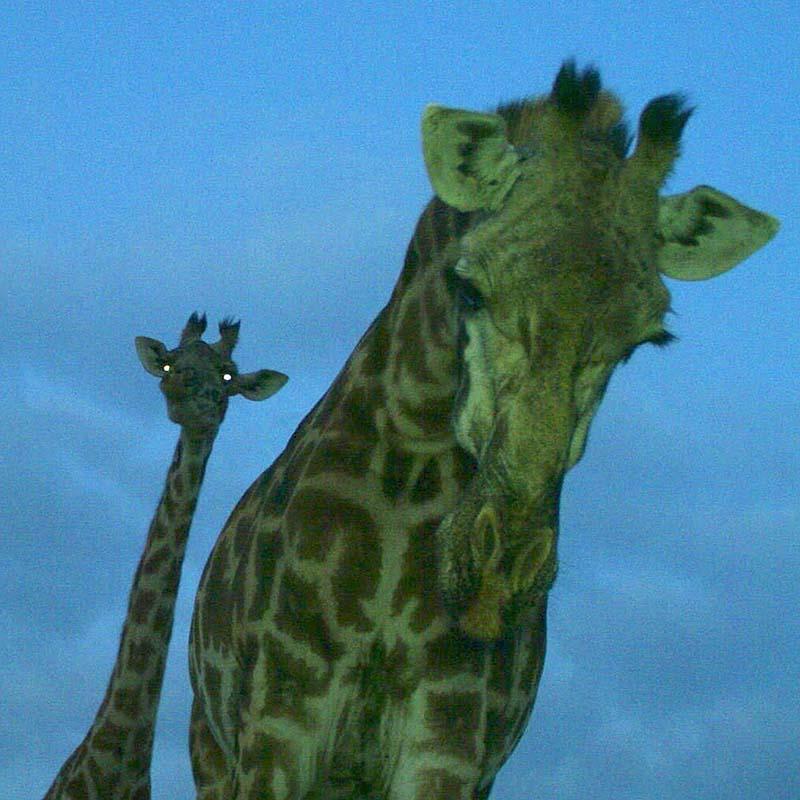 Giraffe in East Africa at dusk