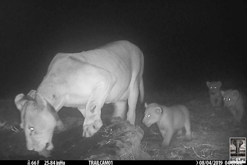 190810 Lion and her cubs on trail camera